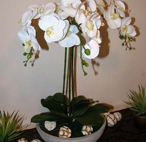 Petersgrat Han/Misafirhane 2*