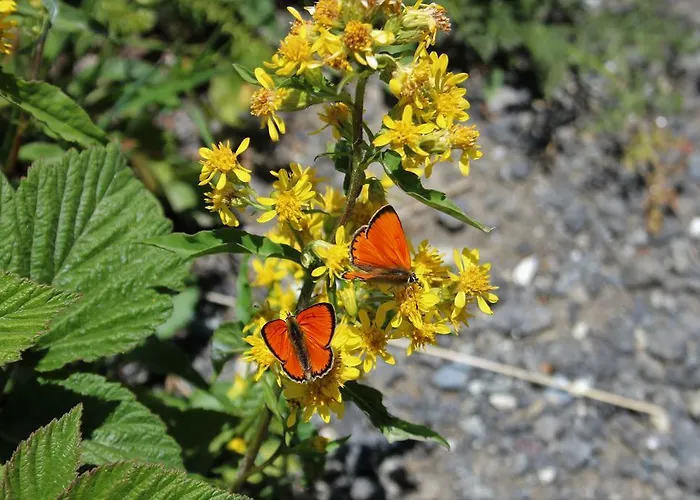 Πανδοχείο Petersgrat 2*